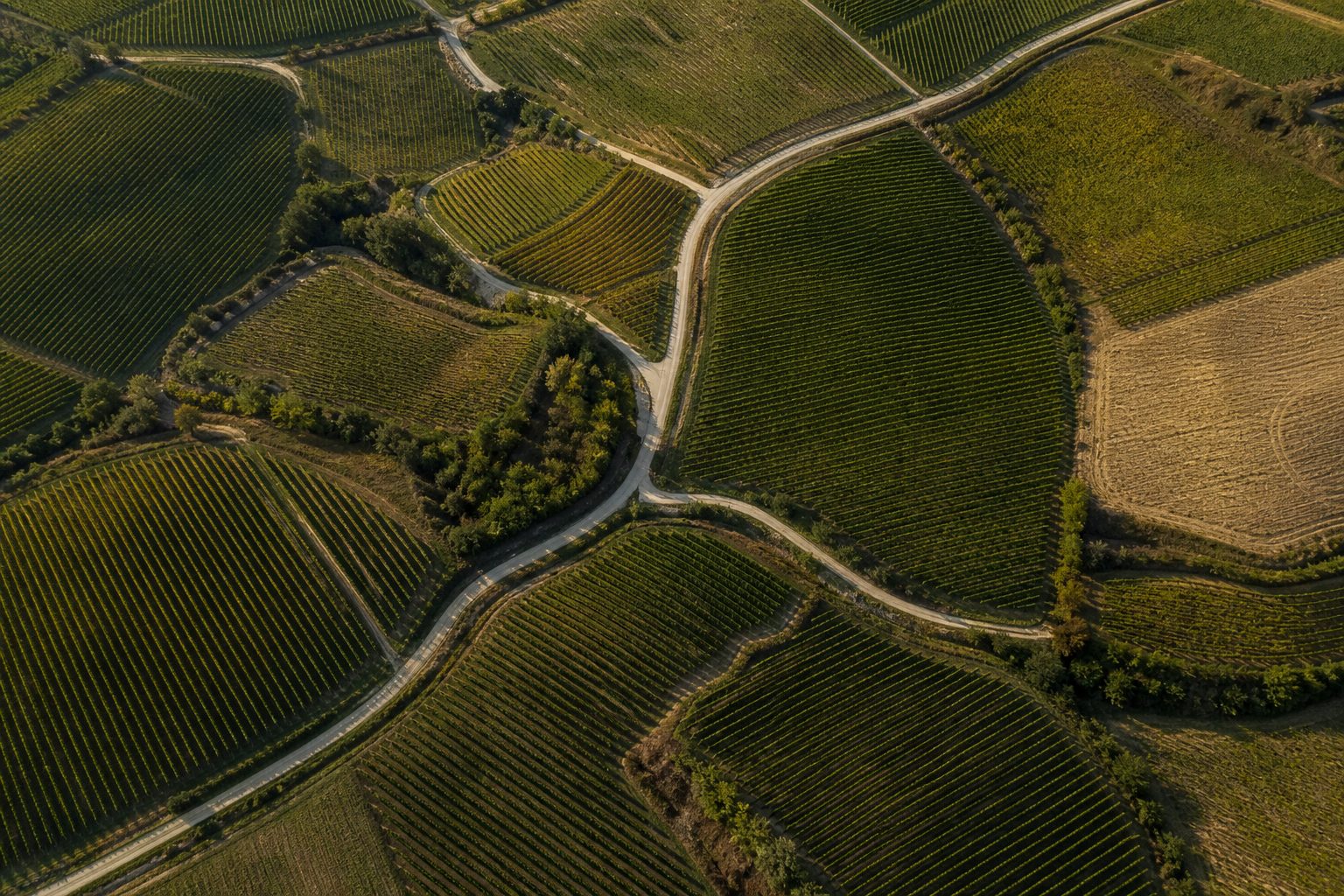 Veduta dall'alto a picco su un mosaico di parcelle di vigneto e strade poderali, ombre del tardo pomeriggio