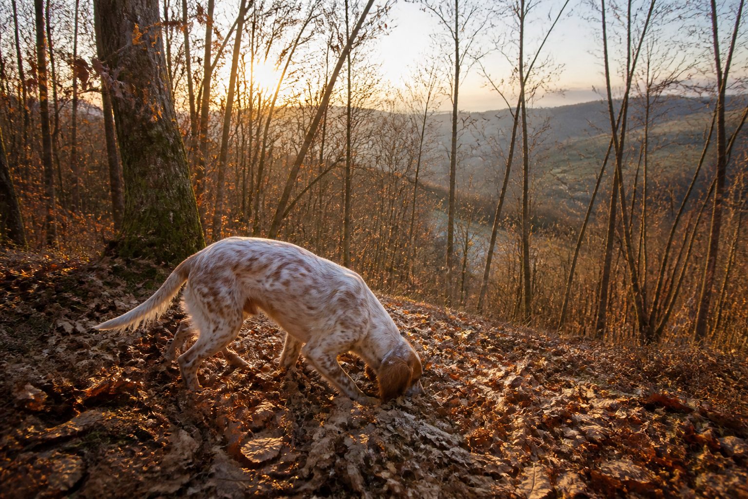 Cane da tartufo con il naso fra le foglie secche in un bosco autunnale, luce bassa fra i rami spogli