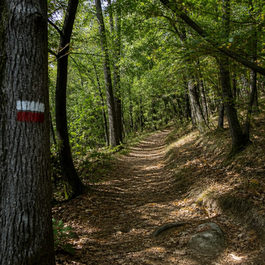 Sentiero nel bosco con segnavia bianco e rosso dipinto su un tronco, luce filtrata